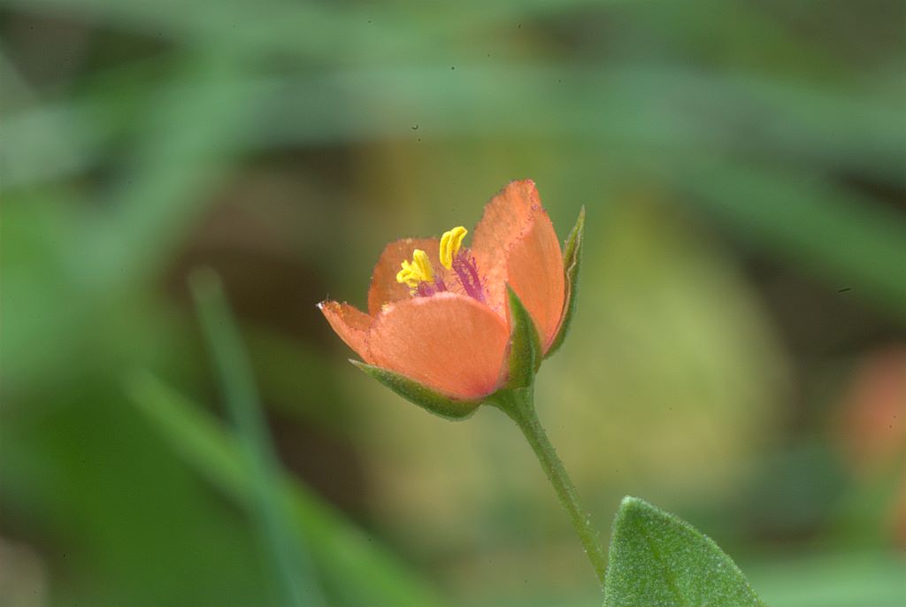 Anagallis arvensis